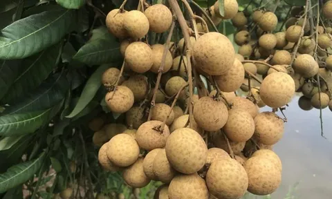 6 nhóm người không nên ăn nhãn