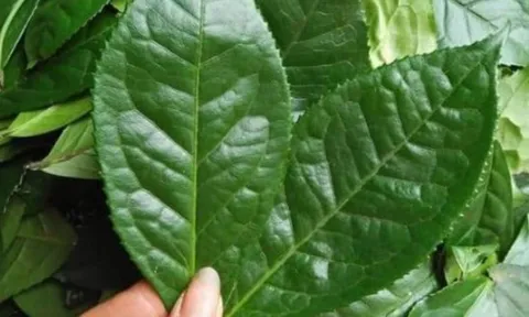Đi chợ gặp 5 loại lá này nhớ mua ngay – Rẻ bèo nhưng giúp giải độc, làm sạch phổi hiệu quả không ngờ