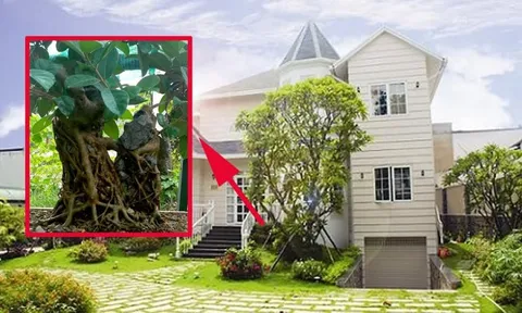 4 cây âm trồng vào dương trạch, gia đạo không khốn khó cũng lao đao, là cây nào?