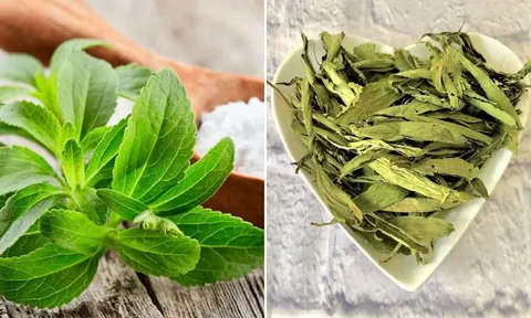 Loại lá ngọt hơn đường 400 lần nhưng không chứa calo, giúp hạ đường huyết