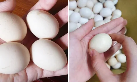 Mua trứng gà chọn quả to hay quả nhỏ: Người nuôi tiết lộ cách chọn tốt nhất
