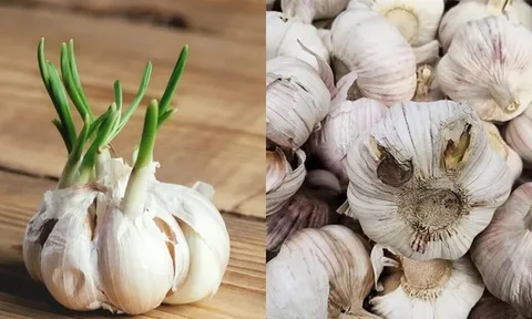 6 loại tỏi người bán còn không dám ăn: Nhiều người vẫn vô tư mua về nấu cho cả nhà