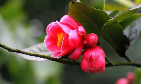 Nhà có 5 loài hoa này sẽ mang lại phú quý, tài lộc và sự hòa hợp cho gia đình