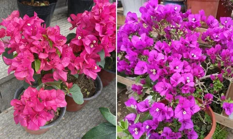 Chạm đúng 'công tắc sinh trưởng' trên thân cây hoa giấy, không tốn công chăm bón hoa vẫn nở rực rỡ quanh năm
