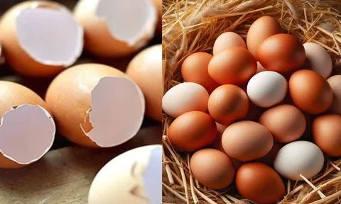 Công dụng tuyệt vời của vỏ trứng gà: Đừng vội vứt bỏ mà lãng phí