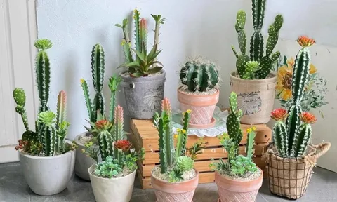 3 đồ vật này đừng bày ở cửa hàng kẻo việc làm ăn buôn bán lụn bại
