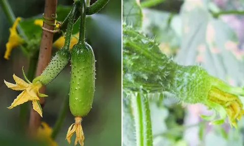 3 loại rau củ dễ 'ngậm hóa chất', nhất định phải cẩn thận khi mua