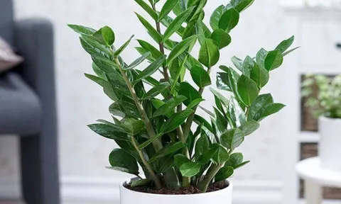 Cây kim tiền sẽ phát huy gấp đôi tác dụng hút tài lộc nếu gia chủ đặt vị trí này trong nhà