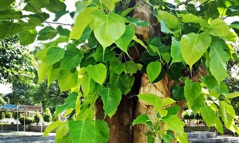 Trồng cây này trước nhà giúp chúng ta thức tỉnh, hướng thiện, chân lý thông suốt và sự giác ngộ