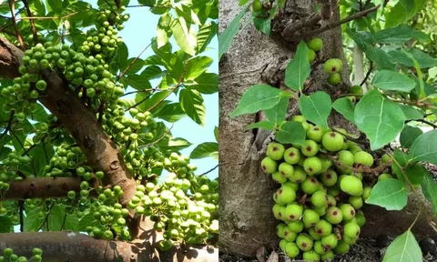 Trồng cây sung lớn trước nhà có nên không?