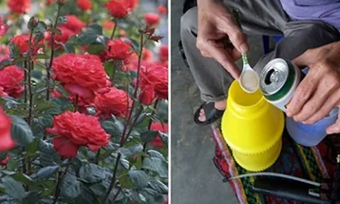 4 loại “nước thần” giúp hoa nở rực rỡ, tưới mỗi 7 ngày là cây khỏe, hoa đẹp bền lâu