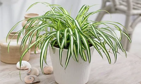 5 loại cây cảnh phong thủy trồng trong nhà, giải trừ năng lượng xấu, đem lại may mắn và tài lộc cho gia chủ