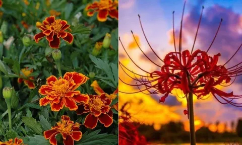 Hoa nở người buồn: 5 loại hoa không nên trồng trước nhà, không phải mê tín mà rất thực tế