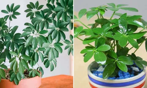 Người mệnh nào hợp trồng cây ngũ gia bì nhất?
