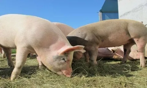 Khám phá trang trại nuôi lợn sạch nhất thế giới: Dự kiến nuôi lợn biến đổi gene để lấy tạng ghép cho người