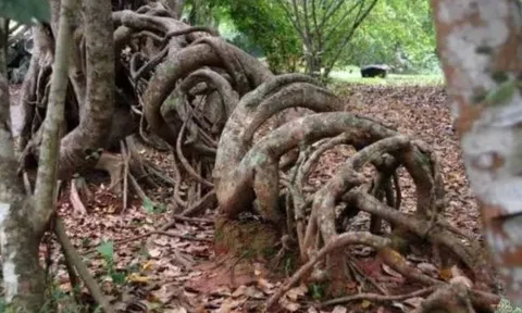 Trồng cây đa trong nhà phạm đại kỵ phong thủy: Lý do khiến tài lộc tiêu tán, gia đạo bất an