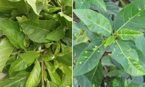 Việt Nam có 1 loại lá ăn tươi hay phơi khô đun nước uống đều tốt, giúp dưỡng gan, hạ đường huyết