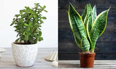 3 loại cây nên trồng vào mùa thu vừa xanh tốt vừa mang lại tài lộc giúp gia chủ tiền đẻ ra tiền