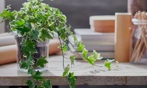 5 loại cây cảnh trồng trong nhà giúp căn nhà luôn mát mẻ, thoáng khí trong mùa hè nóng nực