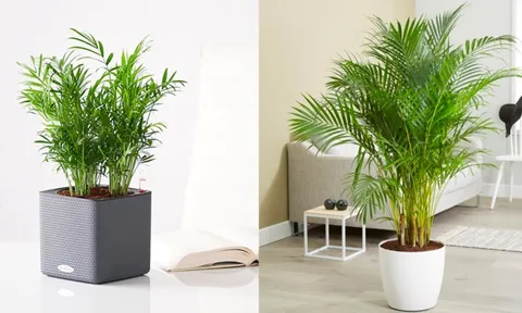 5 loại cây cảnh trồng trong nhà giúp căn nhà luôn mát mẻ, thoáng khí trong mùa hè nóng nực