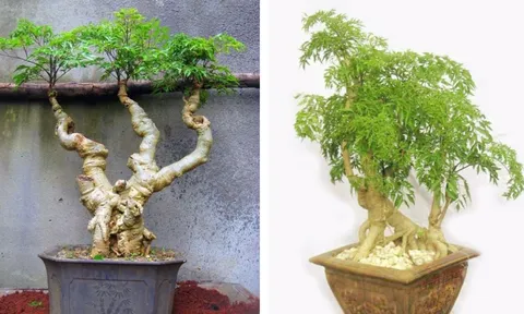 Cây đinh lăng trồng trước nhà có thật sự mang lại cát khí?