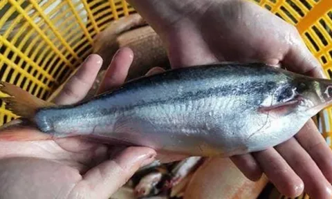 Loại cá từng bị chê rẻ bèo, nay thành đặc sản phố thị giá 200.000 đồng/kg