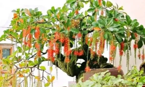 Trồng 4 loại cây phong thủy này quanh nhà: Cả đời an yên, con cháu hưởng phúc lộc, tiền bạc đủ đầy