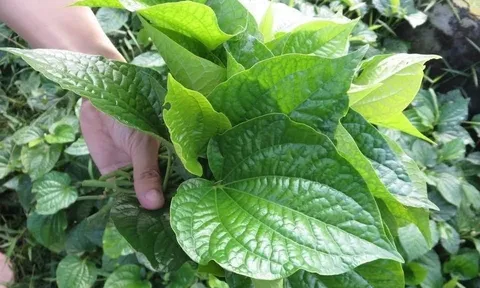 Ăn lá lốt có tác dụng gì cho sức khỏe?