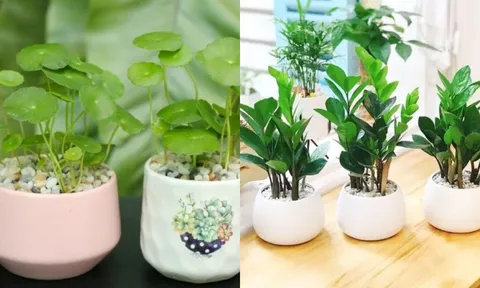 5 loại cây trồng giúp trấn trạch giữ nhà, chiêu tài hút lộc: Trong nhà có một chậu cũng đủ 'hốt bạc'