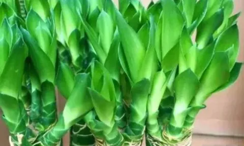 Lá vàng, rễ yếu? Chỉ cần phun bia 10 ngày/lần, cây phát lộc xanh mướt, bật rễ thẳng tắp như phép màu