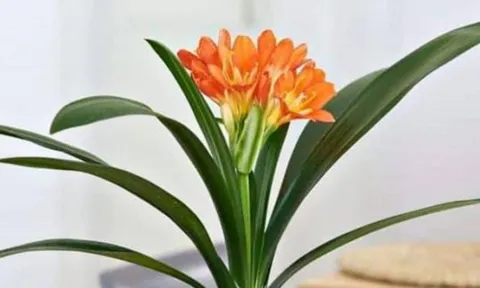 Trồng 4 loại cây này trước nhà: Cả đời an yên, con cháu phát tài, hậu vận sung túc không lo thiếu tiền