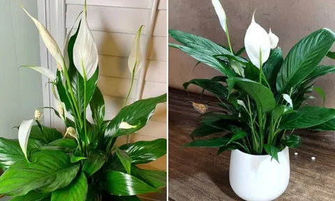 Trồng cây Lan Ý trong nhà có ảnh hưởng gì đến phong thủy?
