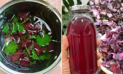 Uống nước lá tía tô không tốt cho 6 nhóm người này
