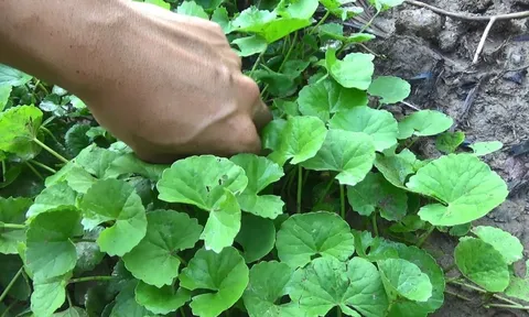 3 loại rau rẻ hơn thịt - bổ hơn thuốc, mọc dại đầy vườn mà nhiều người nhổ bỏ