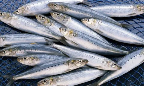 5 loại cá béo giàu omega-3 giúp giảm mỡ nội tạng, ăn đều đặn tốt cho tim mạch và vóc dáng