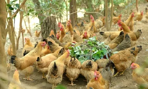 Cặp vợ chồng không thể ly hôn vì tranh chấp... 53 con gà, con vịt