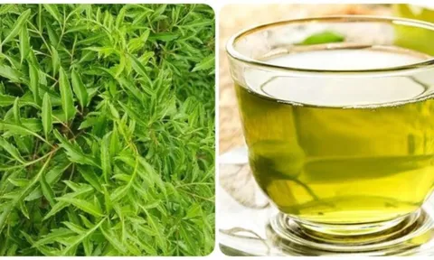 Uống nước lá đinh lăng hàng ngày có tốt không?