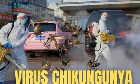 Chikungunya - Dịch bệnh WHO cảnh báo đang lan rộng toàn cầu nguy hiểm như thế nào?