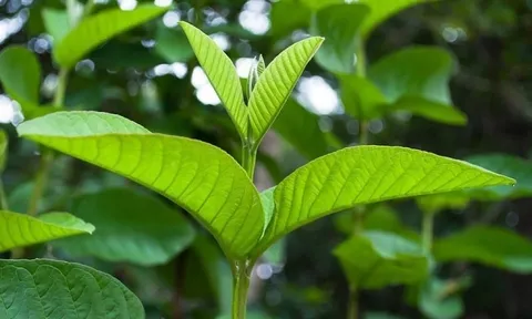 5 lợi ích khi nhai lá ổi, số 1 tốt cho cả nam và nữ