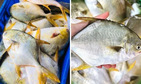 Loại cá thuộc top cá biển ngon nhất, thịt thơm ngon, ít xương: Giá cực rẻ, ra chợ thấy phải mua liền