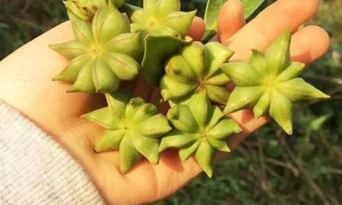 Loại nông sản Việt Nam được Trung Quốc săn lùng: Hiếm có trên thế giới, giá trị xuất khẩu cao