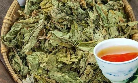 Việt Nam có 1 loại lá phơi khô, đem đun nước uống giúp dưỡng gan thận, hạ đường huyết