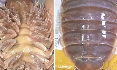 Loại hải sản “nhà giàu” tại Việt Nam: Giá 4 triệu đồng/con vẫn gây tranh cãi mạnh mẽ