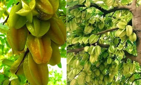 Năm 2025 trồng cây khế cực tốt: Có nên trồng trước cửa nhà không?