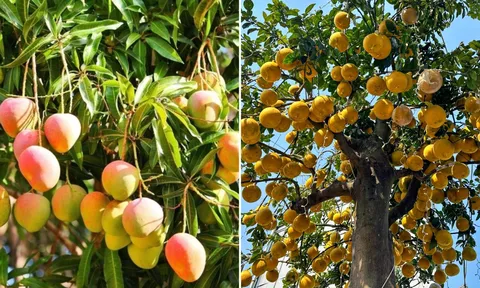 Trước nhà trồng 3 loại cây này, tài lộc đến tới tấp, đời đời giàu sang, phú quý
