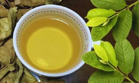 Uống nước lá ổi rất hại với 5 người này: Hãy tránh xa!