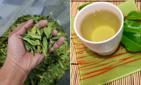 Việt Nam có một loại lá là ‘kháng sinh tự nhiên’, phơi khô đun nước uống tốt cho gan, giúp hạ đường huyết