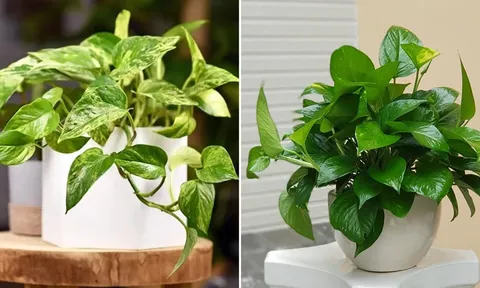 3 người không nên trồng cây trầu bà kẻo phá tài, tán lộc