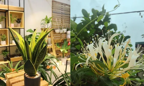 5 loại cây vừa tốt Sức Khỏe vừa chuẩn phong thủy nên trồng trong nhà