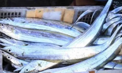 6 loại cá biển quý hiếm không nuôi được nhân tạo, thịt ngon hiếm có khiến dân sành ăn săn lùng